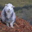 sheepySheep