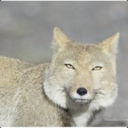 Tibet Fox