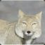 Tibet Fox