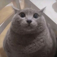 Avatar of Miauuu