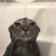 shower cat