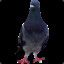 Pigeon d&#039;élite