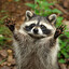 big brain raccoon