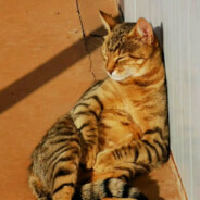 蓝是大海与智慧的颜色