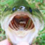 Largemouth Bass