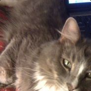 .2 - steam id 76561197961210563