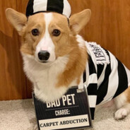 I, Crime Corgi