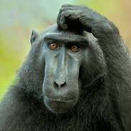 беспардоный - steam id 76561199367412527