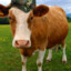 Army_Cow