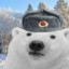 Communist bear