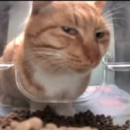 смешные музыкальные картинки. веселая смешная музыка. озорные частушки. обезьяна рокер. котенок в наушниках.