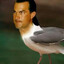 Steven motherḞucking Seagul