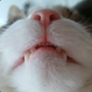 Lu T.