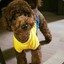 poodle