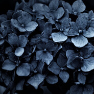 @Black Flower@ Etern1tyGamingRP