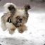 [Der] Afro [Natte Hond]