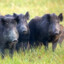 30 to 50 feral hogs