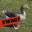 SWAG GOOSE
