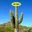 Angelic Cactus