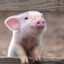 mini_pig#RUSTBOX