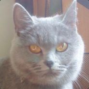 巧克力甜品大师