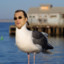 Steven Seagul