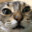 meow