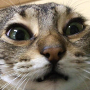 meow