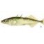 Threespine Stickleback