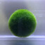 Marimo