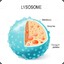 Leroysome