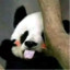Yin_Guoguo