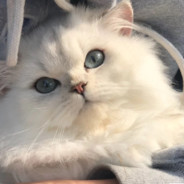 解开你的蝴蝶结ym