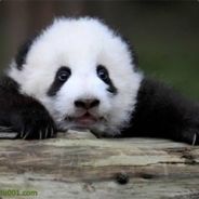 太脑残，没人会