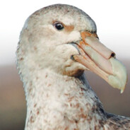 буревестник