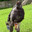 Silverback Gorilla