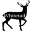 Whitetail