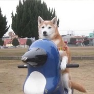 马卡龙-枪马网卡耳朵龙