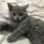 mercy? I am a cute cat