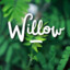 Willow