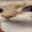 Catsen