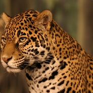 Ласкаю щеки