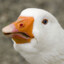 Goose_MaGoo