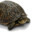 slow_just_slow
