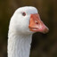 Just A Goose