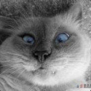Джонни Кэтсвилл avatar