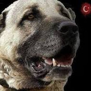 SİVAS KANGALI