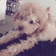 suck my XIAOjiji