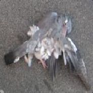 C'estpasbienmaisonsenfou!