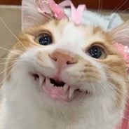 虐你的是jd的tty